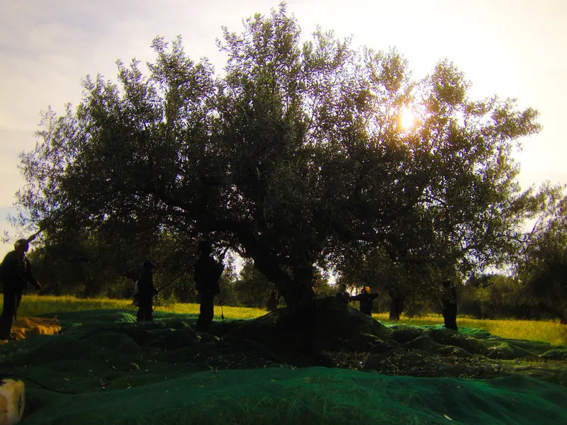Olive tree with harvest nets spread beneath it in Borgetto