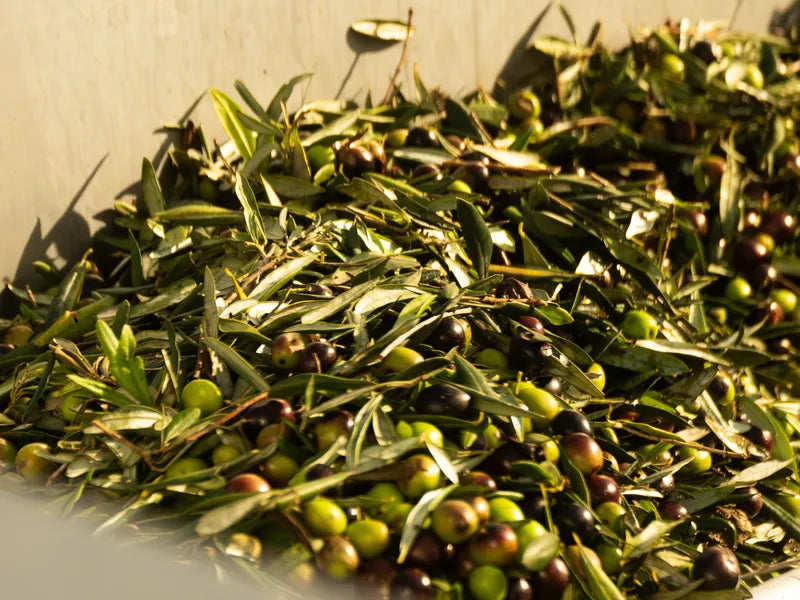 Freshly picked olives and leaves in a crate at the mill